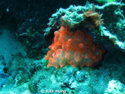A nice red anemones out in Cebu Sea by Rita Hung 